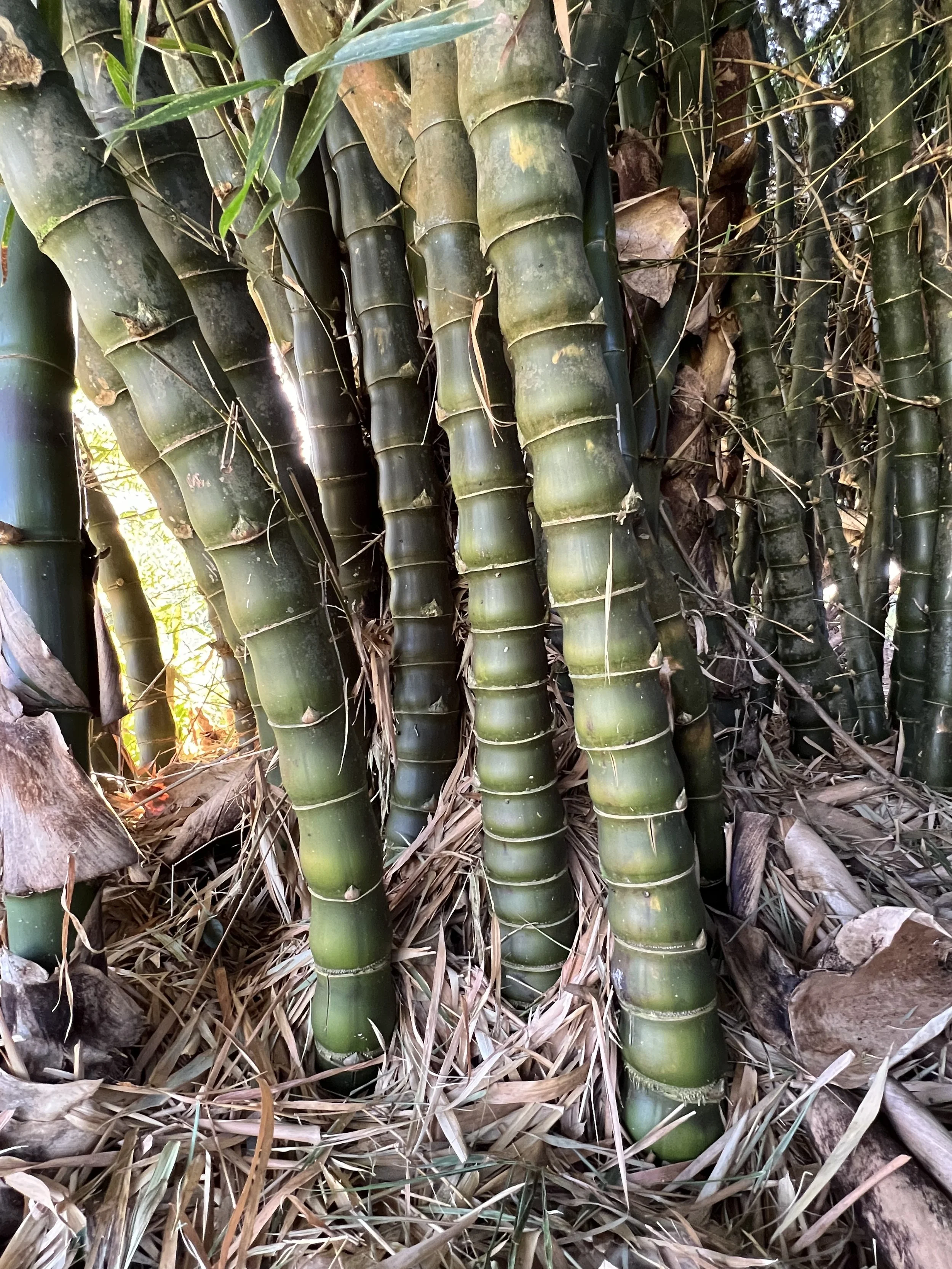 その他 bamboo Angel Mist Bamboo — Oahu Bamboo Nursery | Bamboo For Sale | Oahu